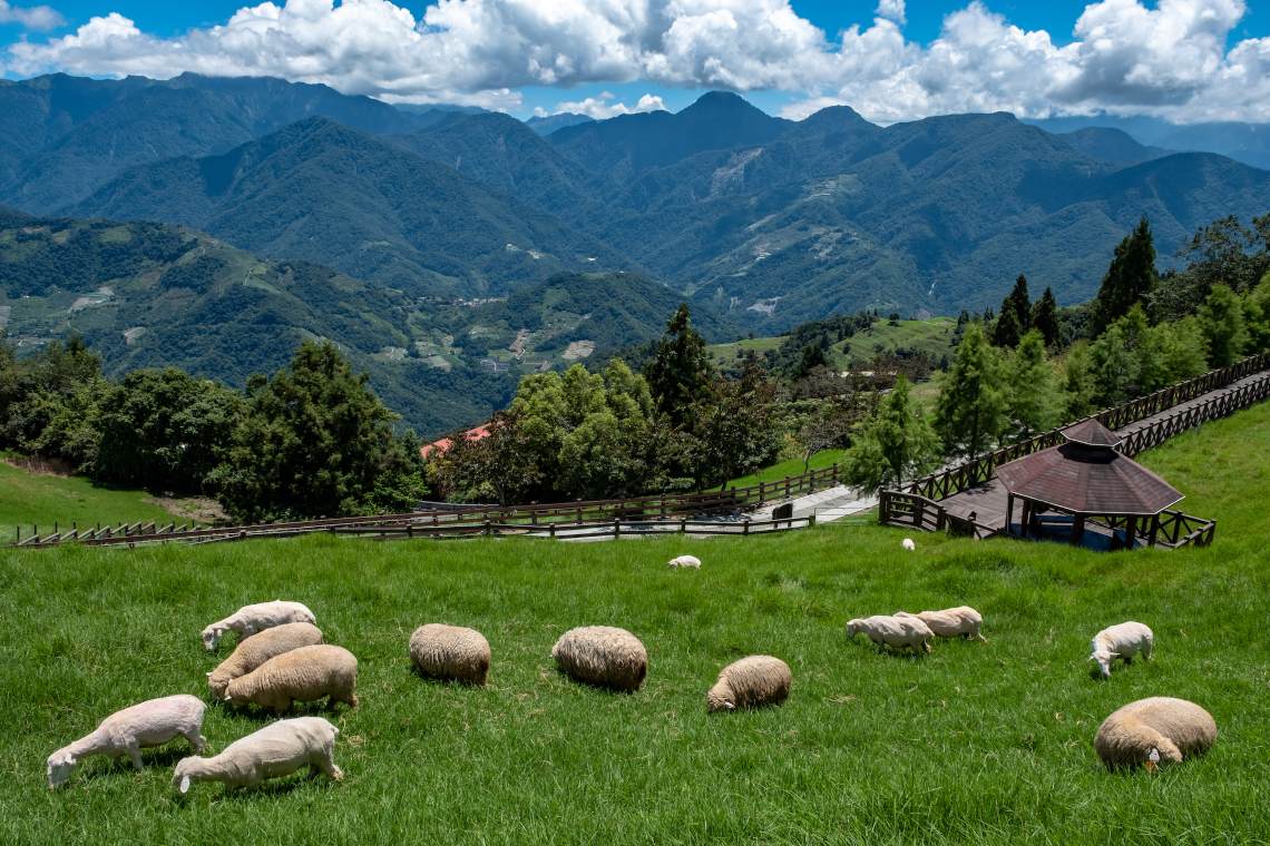 Free-roaming sheep on the hills of Cingjing